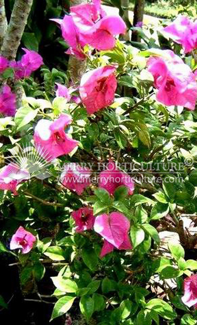 Bougainvillea Elizabeth Augus 1